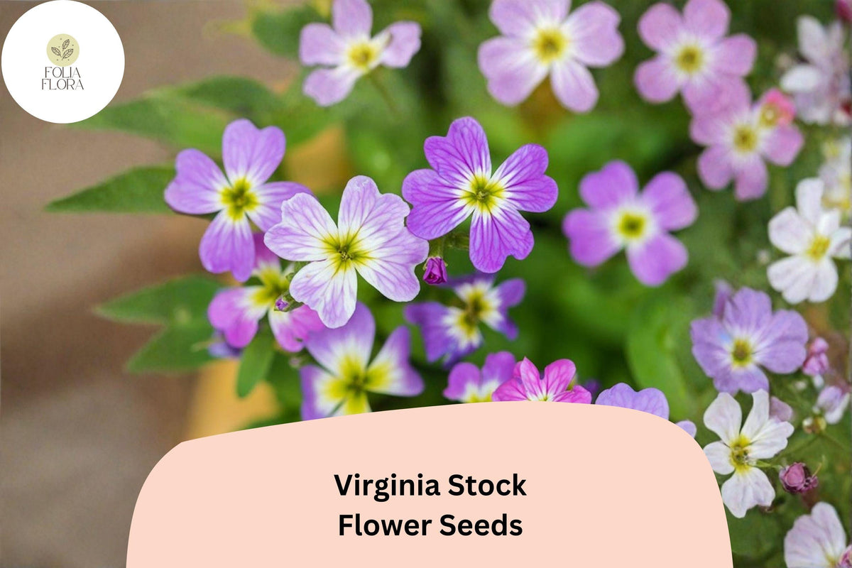 Virginia Stock Seeds â€“ 100 Malcolmia maritima | Easy Grow Annual for Borders, Beds & Cottage Gardens