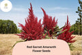 Red Garnet Amaranth Seeds â€“ 100 Amaranthus tricolor | Easy Grow Garden Annual for Beds, Borders