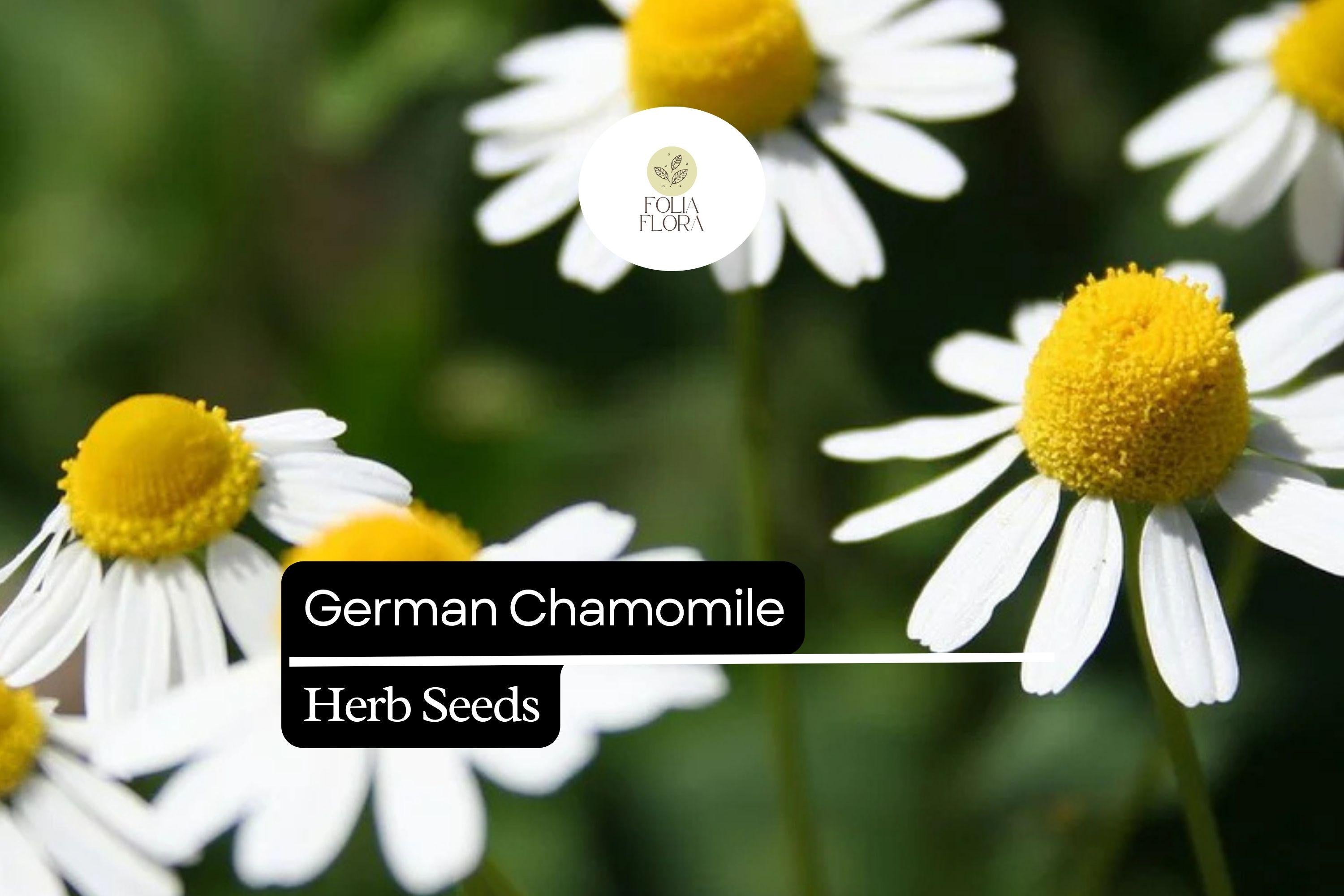 German Chamomile Seeds â€“ 100 Matricaria recutita | Fragrant Daisy-Like Herb Flower for Herb Gardens