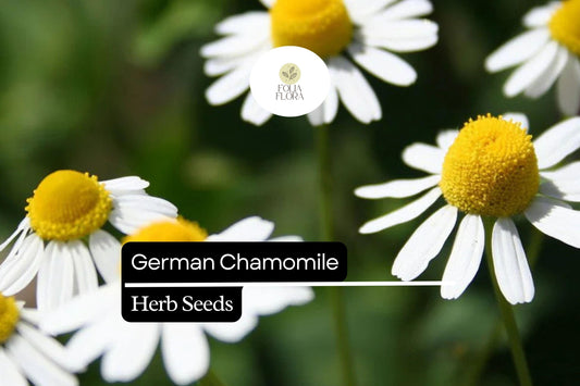 German Chamomile Seeds â€“ 100 Matricaria recutita | Fragrant Daisy-Like Herb Flower for Herb Gardens