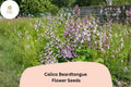Calico Beardtongue Seeds â€“ 100 Penstemon calycosus | Native Purple Wildflower | Perennial Garden Plant