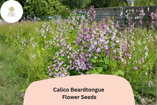 Calico Beardtongue Seeds â€“ 100 Penstemon calycosus | Native Purple Wildflower | Perennial Garden Plant