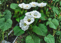 Rivea Corymbosa Seeds – Tropical White Trumpet Vine, Climbing Flower Seeds for Garden, 10 Pack