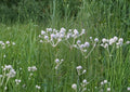 Eryngium Yuccifolium Seeds – Native Prairie Perennial with White Globe Blooms, Drought-Tolerant, Pollinator-Friendly, 100 Seeds