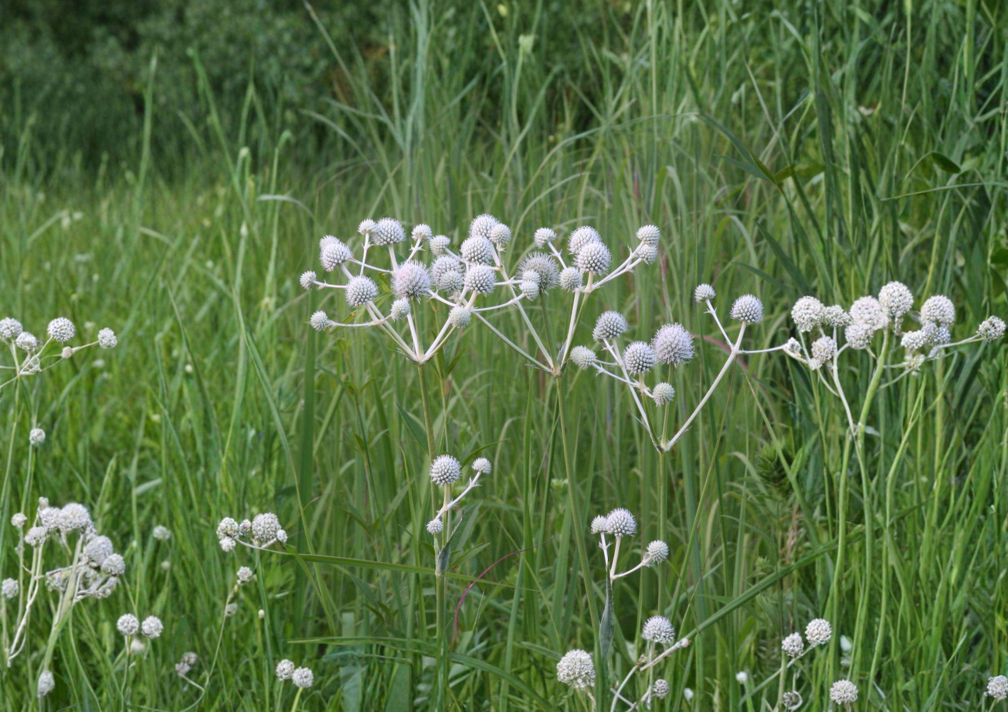 Eryngium Yuccifolium Seeds – Native Prairie Perennial with White Globe Blooms, Drought-Tolerant, Pollinator-Friendly, 100 Seeds
