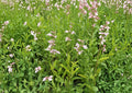 Canyon Beardtongue Seeds – Native Pink Tubular Wildflower, Penstemon Comarrhenus, 50 Seeds for Dry Gardens & Pollinator Gardens