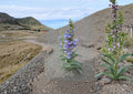 Penstemon Glaber Seeds – 50 Alpine Native Blue Flower Seeds for Rock Gardens, Drought Tolerant, Pollinator Friendly, Sawsepal Variety