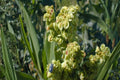 Mormon Tea Seeds, Ephedra viridis, Desert Shrub, Drought Tolerant, Native Plant, Xeriscape, Arid Soil, Native Shrub Seeds