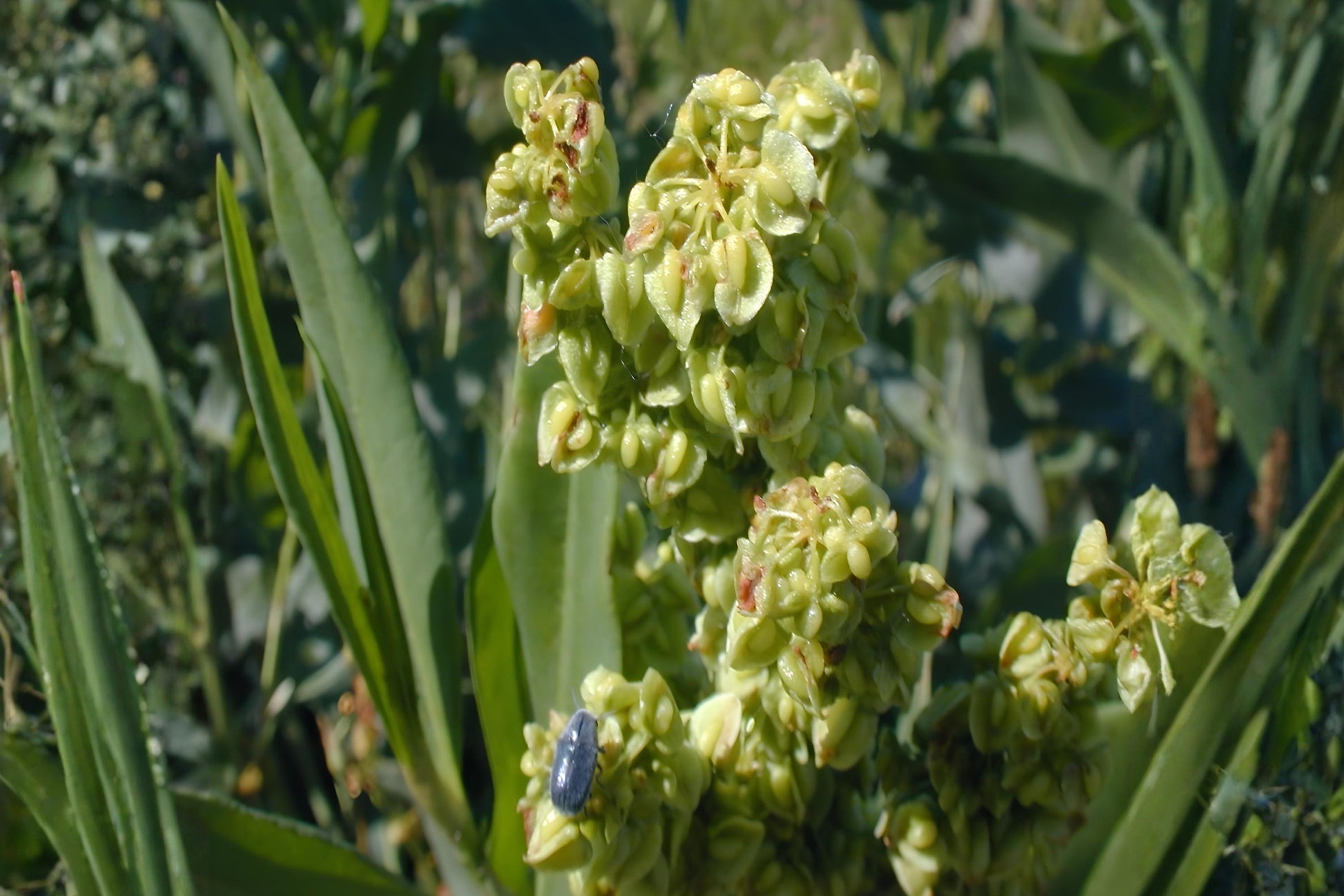 Mormon Tea Seeds, Ephedra viridis, Desert Shrub, Drought Tolerant, Native Plant, Xeriscape, Arid Soil, Native Shrub Seeds