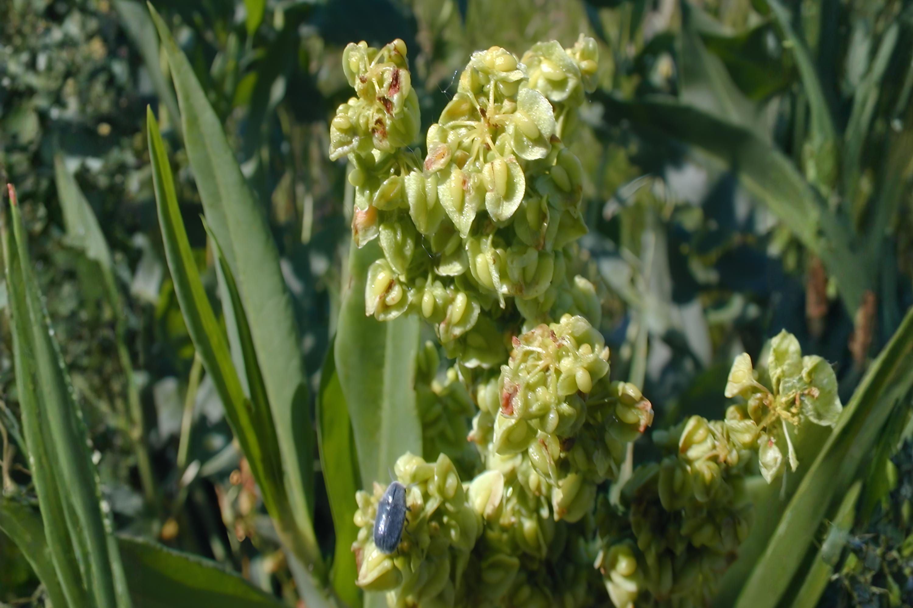 Mormon Tea Seeds, Ephedra viridis, Desert Shrub, Drought Tolerant, Native Plant, Xeriscape, Arid Soil, Native Shrub Seeds