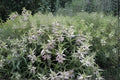 Mountain Laurel Seeds 100 Kalmia latifolia Native Evergreen Shrub for Woodland Gardens & Pollinator Habitats