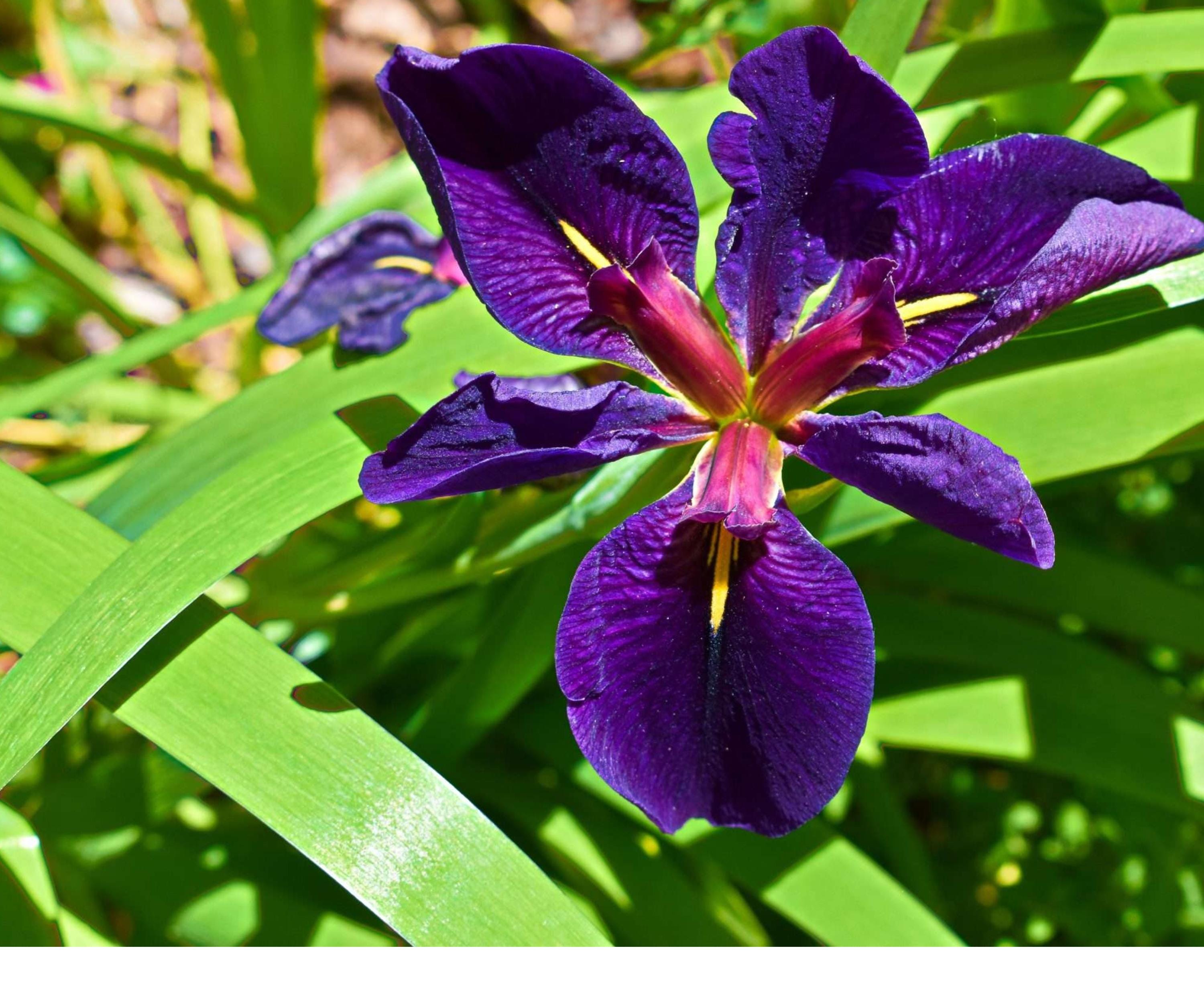 Live Black Gamecock Louisiana Iris Pond Plant – Hardy Purple Aquatic Marginal Bog Flower, 18-24 Inches, Velvety Black-Violet Blooms