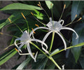 Spider Lily Pond Plant – Hymenocallis latifolia White Tropical Aquatic Marginal Bog Flower