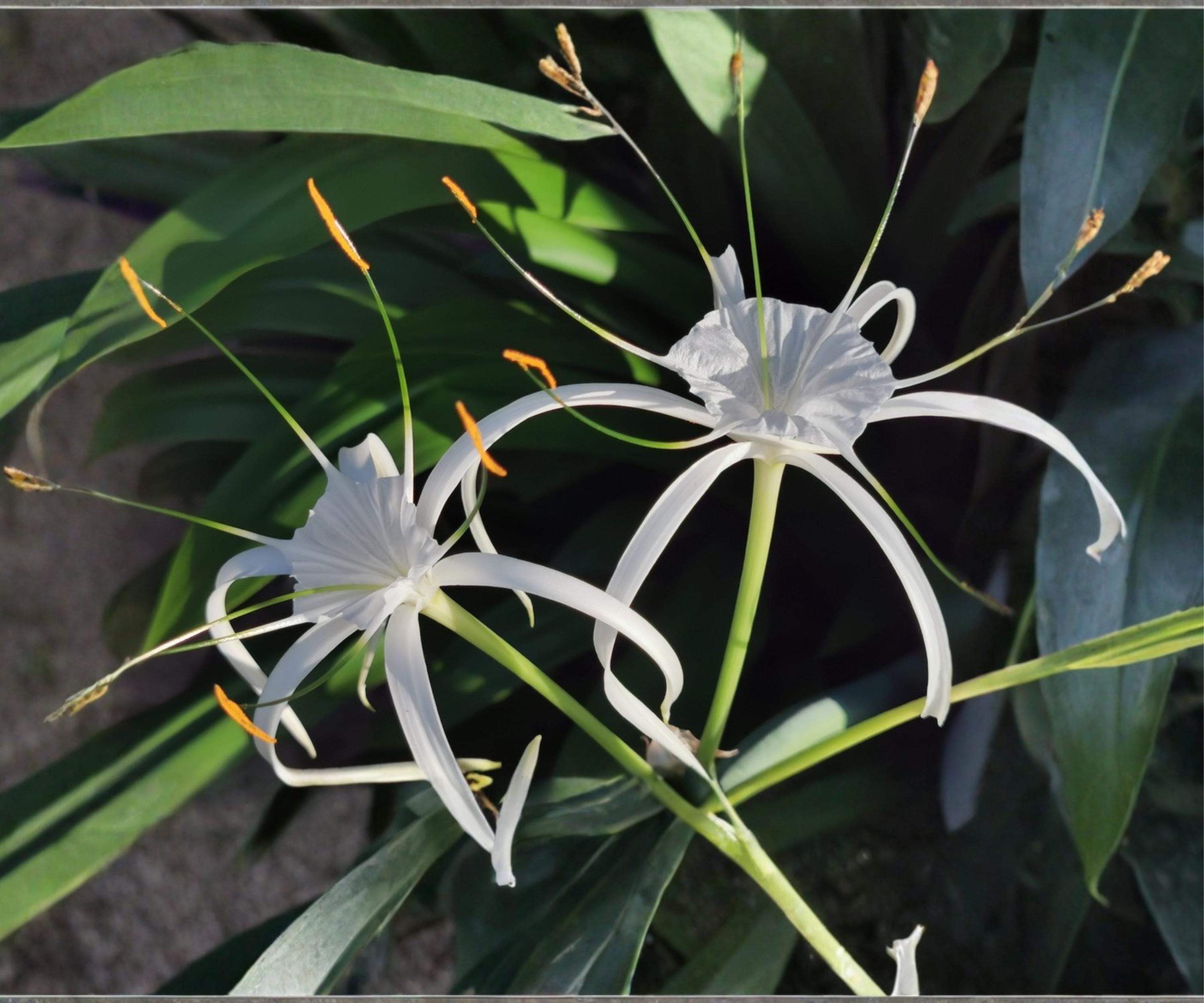 Spider Lily Pond Plant – Hymenocallis latifolia White Tropical Aquatic Marginal Bog Flower