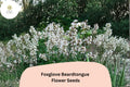Foxglove Beardtongue Seeds â€“ 100 Penstemon digitalis | Native White Wildflower | Perennial Garden Plant