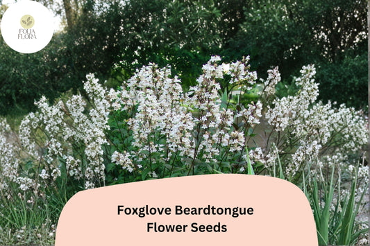 Foxglove Beardtongue Seeds â€“ 100 Penstemon digitalis | Native White Wildflower | Perennial Garden Plant