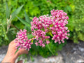 Pale Dock Seeds (Rumex altissimus) Native, Hardy Wildflower for Moist Soils, Wildlife Habitat, 100 Seeds