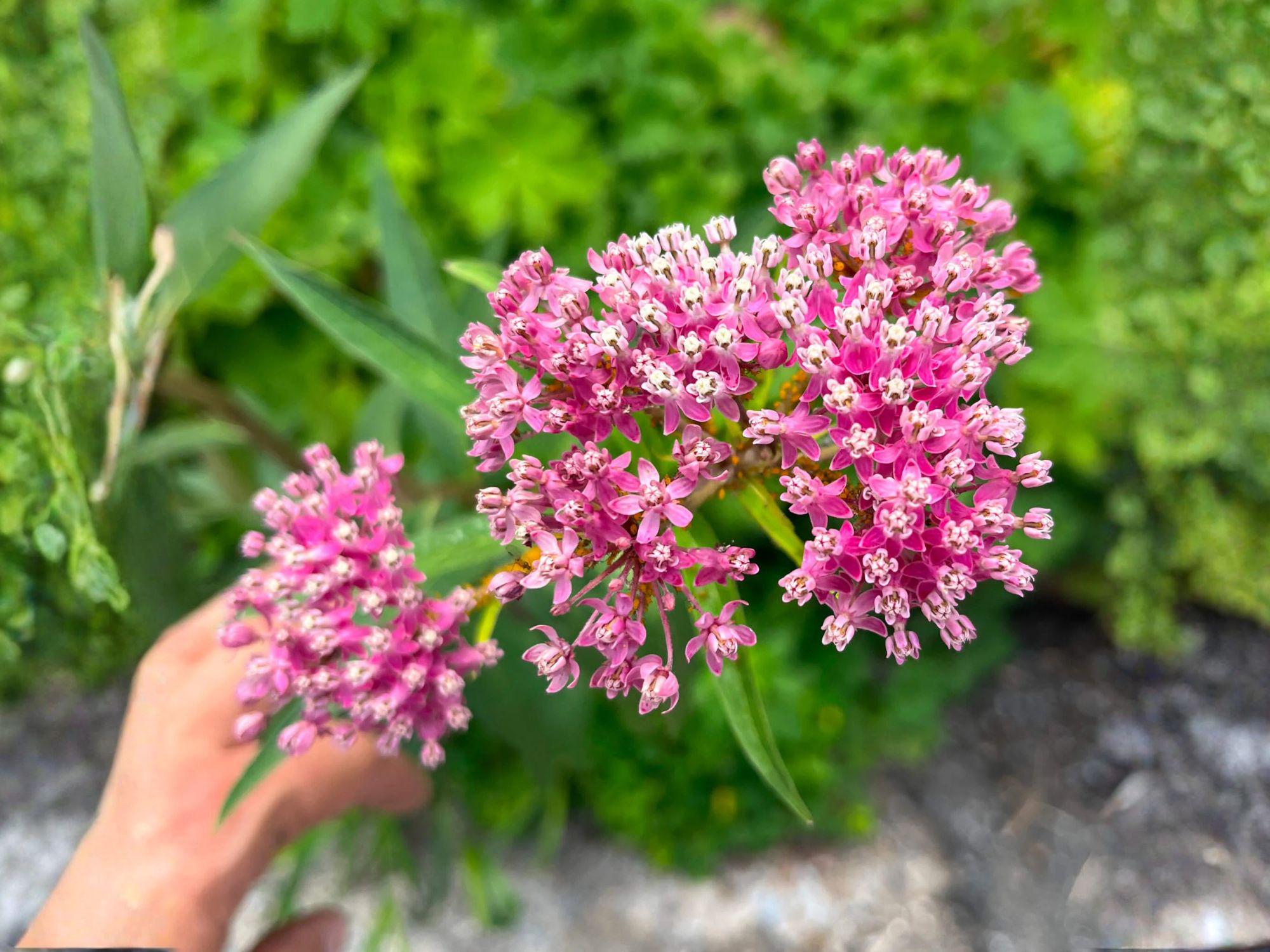 Pale Dock Seeds (Rumex altissimus) Native, Hardy Wildflower for Moist Soils, Wildlife Habitat, 100 Seeds