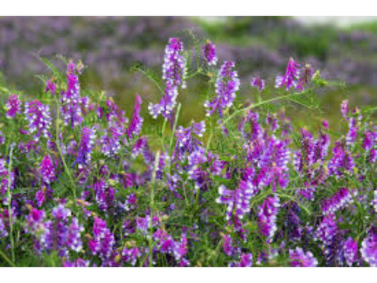Showy Beardtongue Seeds, Penstemon cobaea, Native Wildflower, Drought Tolerant, Pollinator Attracting, Lavender Blooms