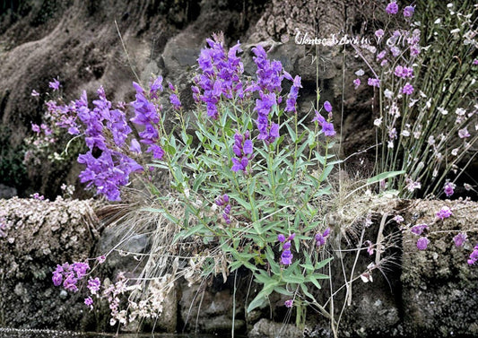 Penstemon Venustus Seeds – 50 Native Wildflower Seeds for Showy Blue Purple Beardtongue Garden, Perennial, Pollinator-Friendly, Drought Tolerant
