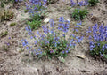 Penstemon Wilcoxii Seeds – 50 Native Wildflower Seeds for Pink Purple Beardtongue Garden, Perennial, Pollinator-Friendly, Drought Tolerant