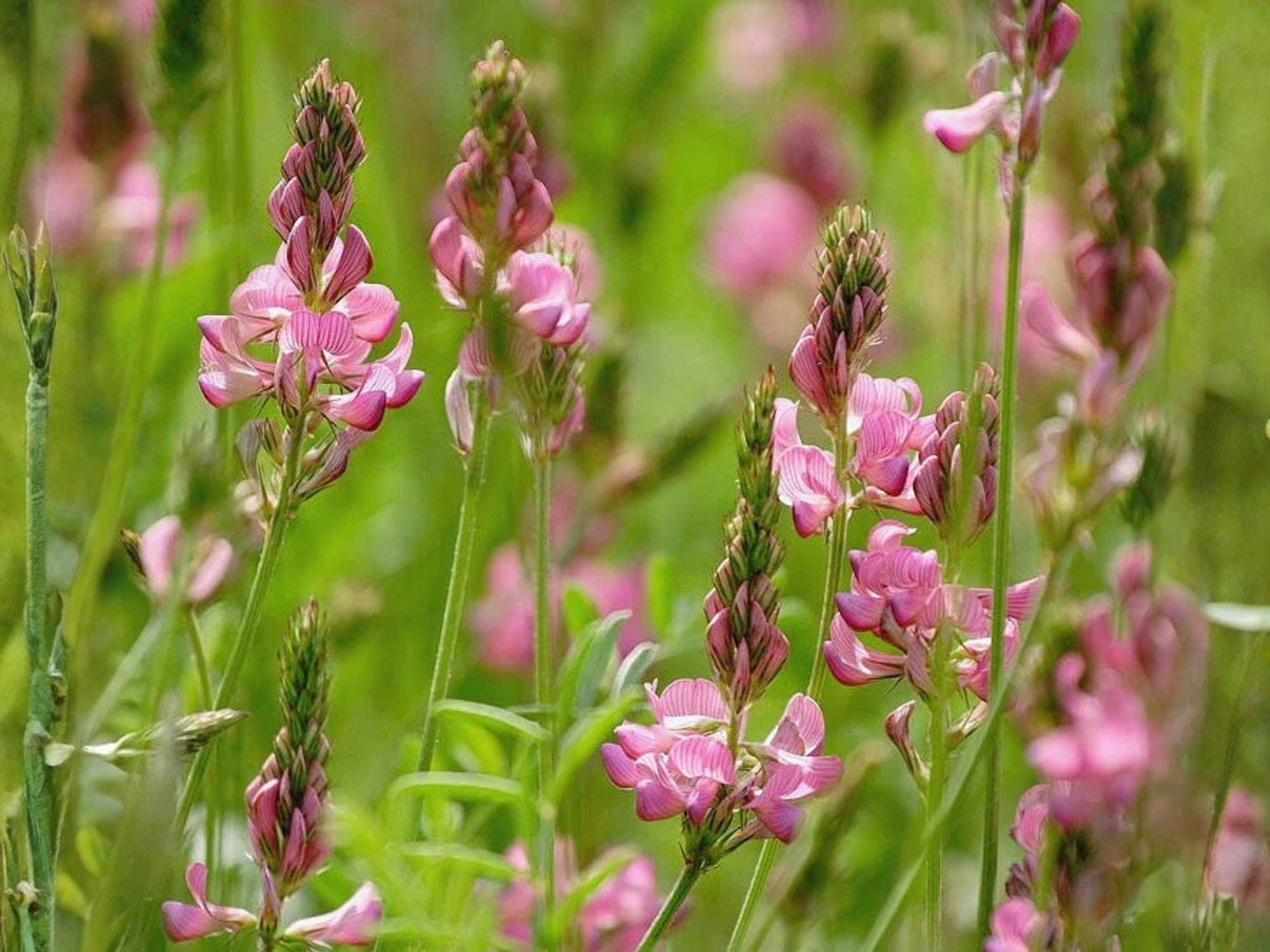 Prince’s Plume Seeds (40) | Native Wildflower for Drought-Tolerant Gardens | Stanleya pinnata