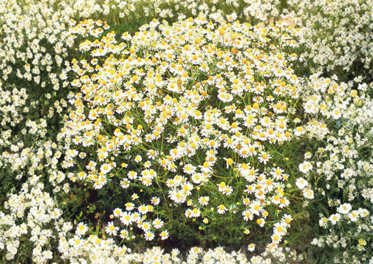 German Chamomile Seeds 3000+ Heirloom Medicinal Herb Groundcover, Matricaria chamomilla, Flowering Annual for Tea & Pollinator Gardens