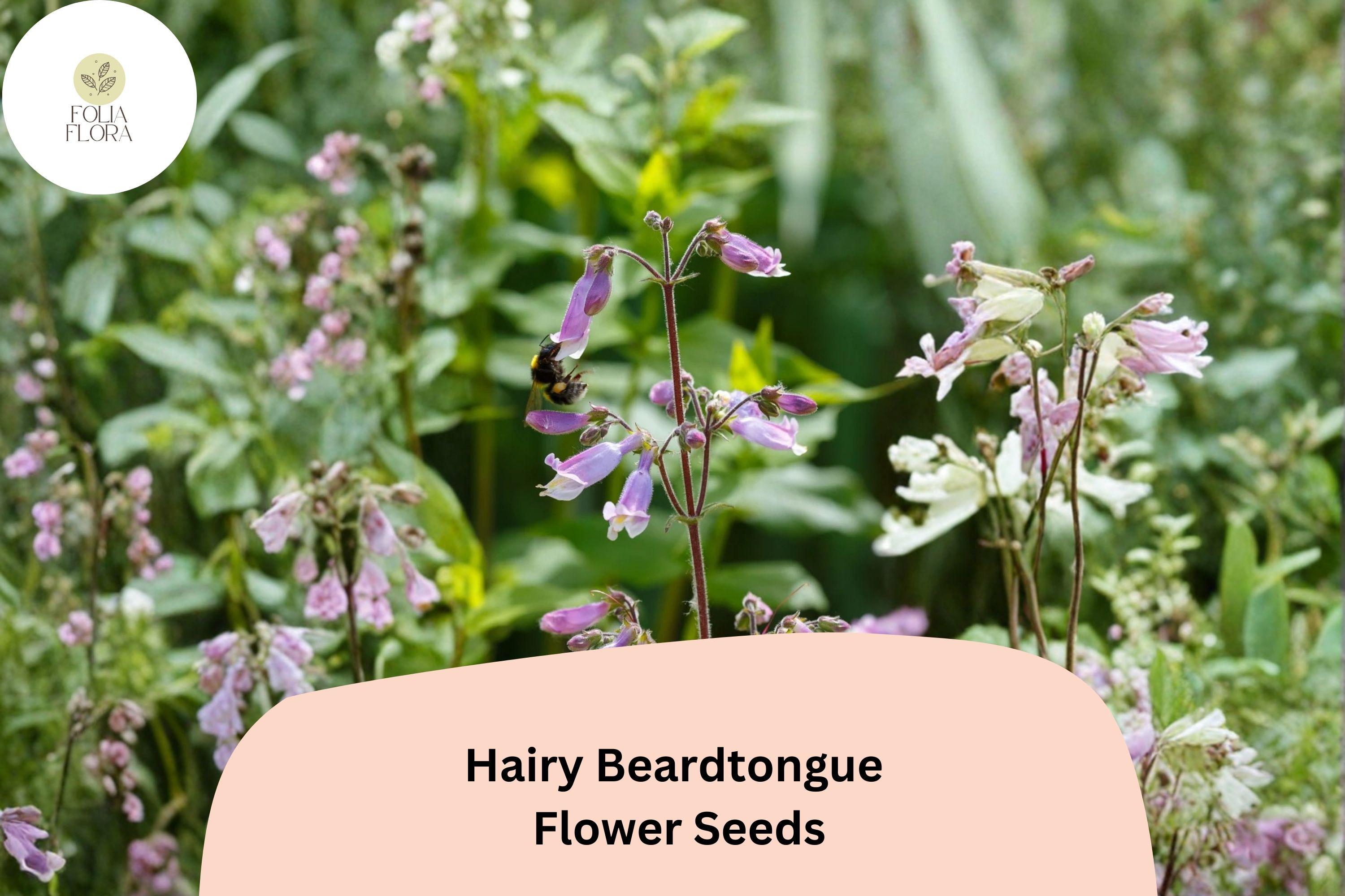 Hairy Beardtongue Seeds â€“ 100 Penstemon hirsutus | Perennial Garden Plant for Pollinator & Meadow Gardens