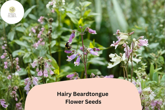 Hairy Beardtongue Seeds â€“ 100 Penstemon hirsutus | Perennial Garden Plant for Pollinator & Meadow Gardens