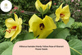 Hardy Yellow Rose of Sharon Seeds â€“ Hibiscus hamabo Ornamental Shrub