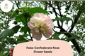 False Confederate Rose Seeds â€“ 10 Hibiscus paramutabilis | Hardy Hibiscus Pink White Flowers