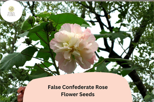 False Confederate Rose Seeds â€“ 10 Hibiscus paramutabilis | Hardy Hibiscus Pink White Flowers