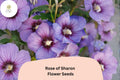 Rose of Sharon Seeds â€“ 10 Hibiscus syriacus | Shrub Althea Hardy Hibiscus
