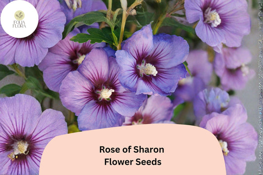 Rose of Sharon Seeds â€“ 10 Hibiscus syriacus | Shrub Althea Hardy Hibiscus