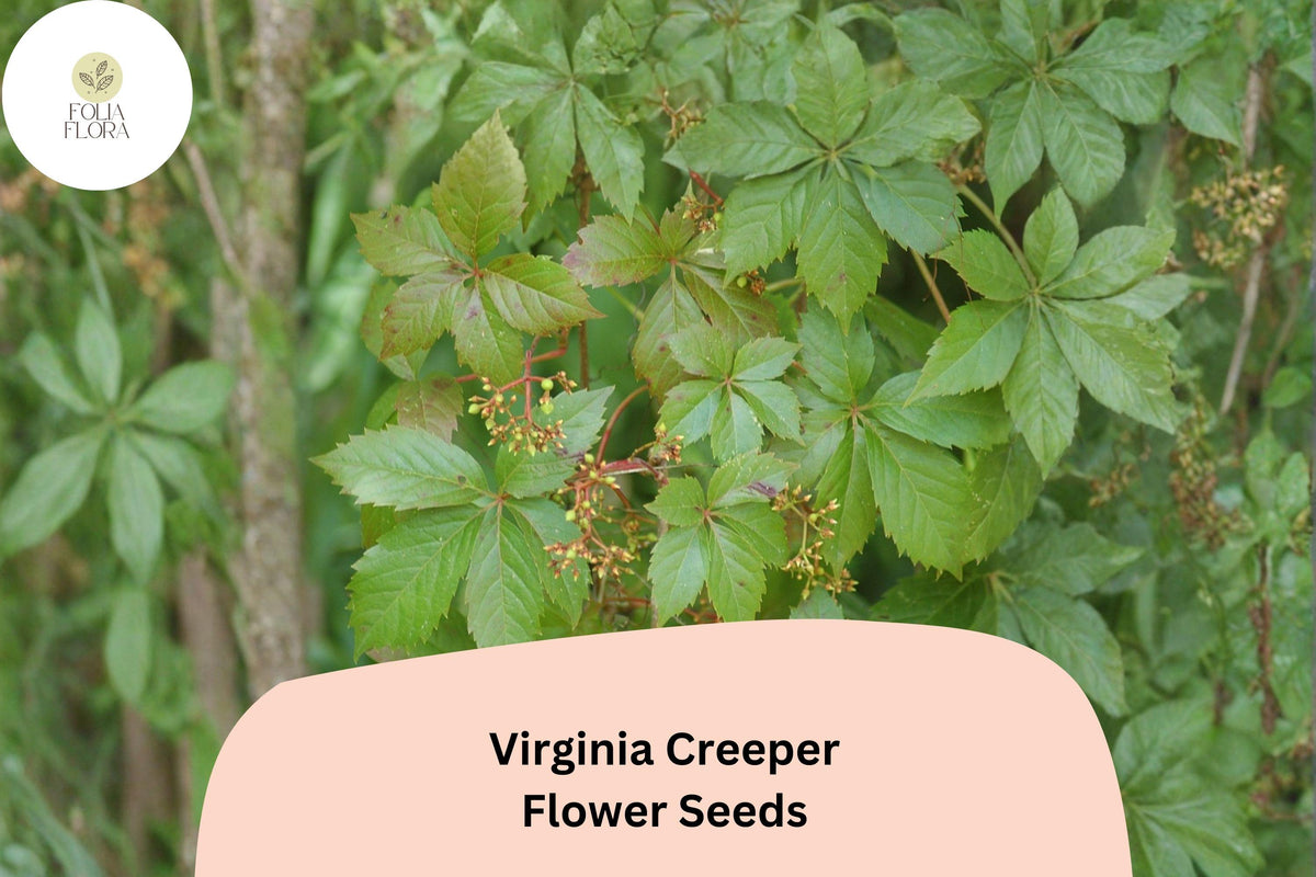 Virginia Creeper Seeds â€“ 10 Parthenocissus quinquefolia | Ornamental Foliage for Garden & Trellis