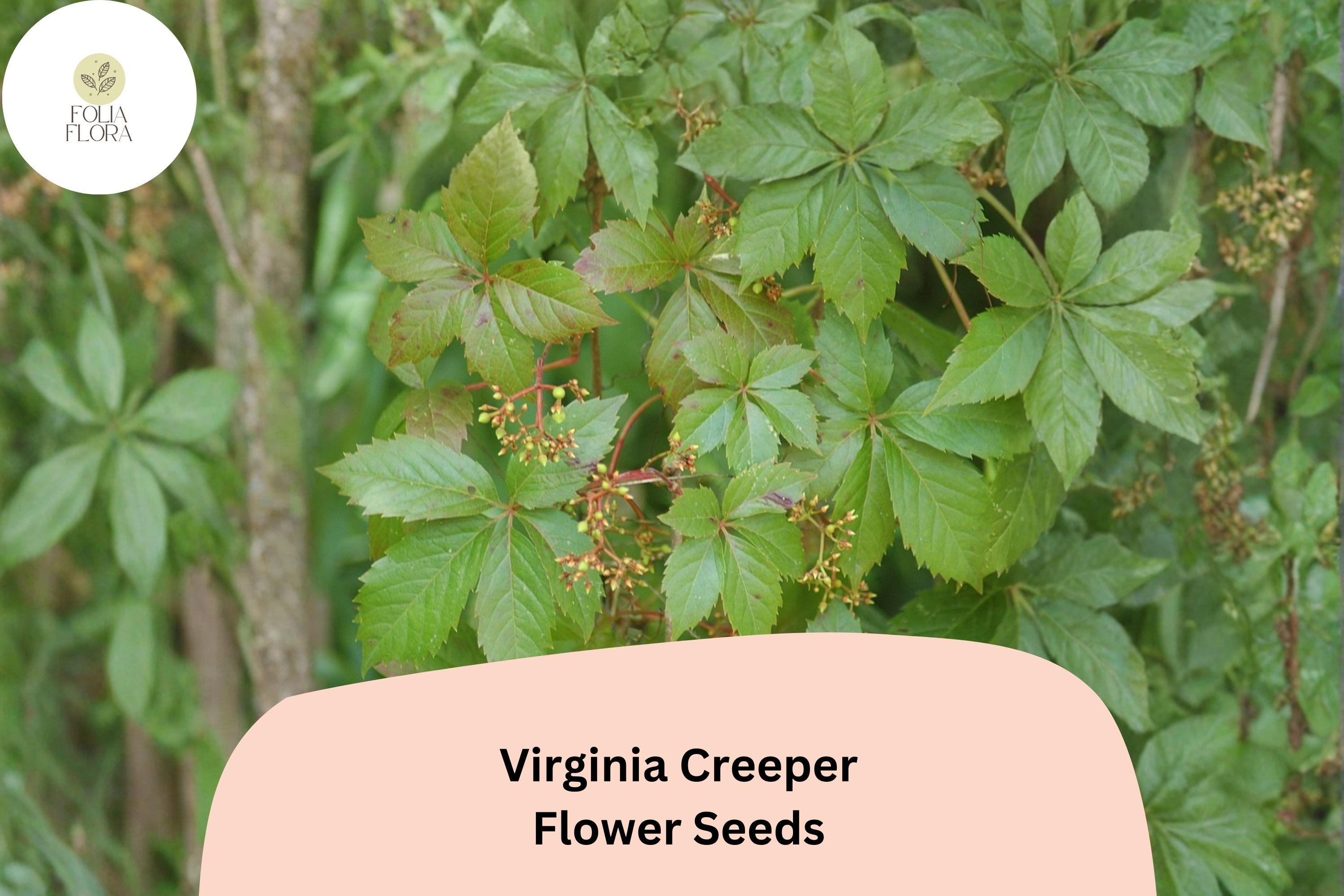 Virginia Creeper Seeds â€“ 10 Parthenocissus quinquefolia | Ornamental Foliage for Garden & Trellis