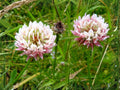 Shining Aster Seeds 100 Symphyotrichum firmum Native Wildflower for Bees & Pollinators, Lavender to Pale Purple Blooms