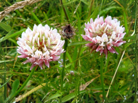 Shining Aster Seeds 100 Symphyotrichum firmum Native Wildflower for Bees & Pollinators, Lavender to Pale Purple Blooms
