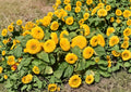 Sunflower Teddy Bear Dwarf Seeds – Double Golden Bloom Compact Annual Flowers for Containers & Gardens