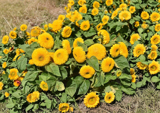Sunflower Teddy Bear Dwarf Seeds – Double Golden Bloom Compact Annual Flowers for Containers & Gardens