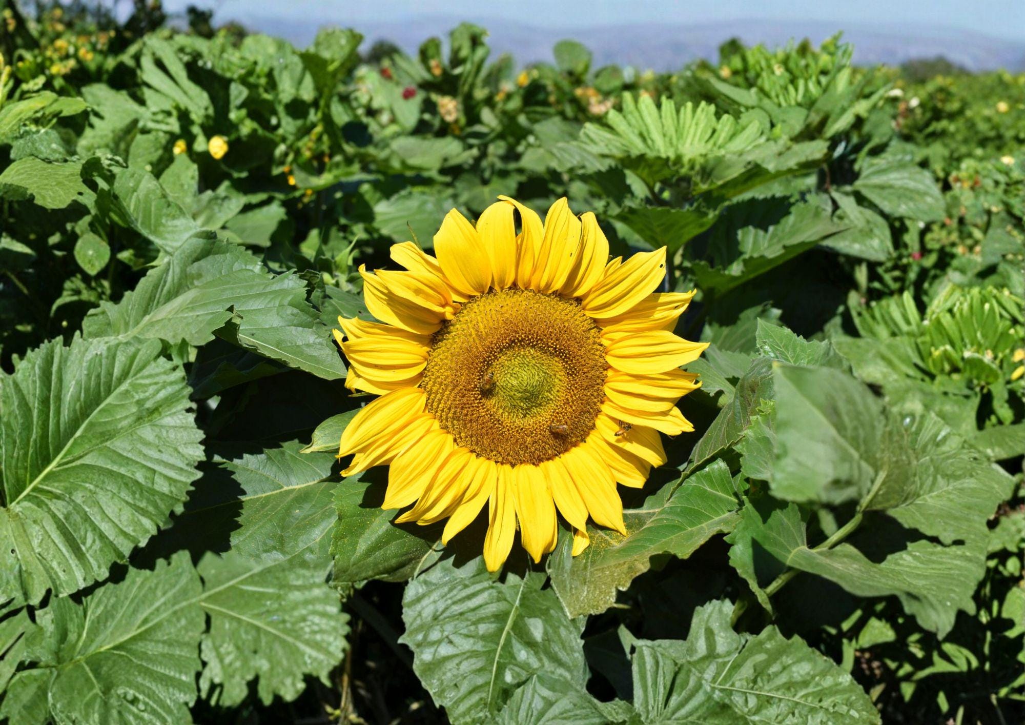 Dwarf Sunflower Seeds – Sunspot Variety, 50 Premium Sunflower Sunspot Seeds for Compact Gardens, Pollinator-Friendly Annual
