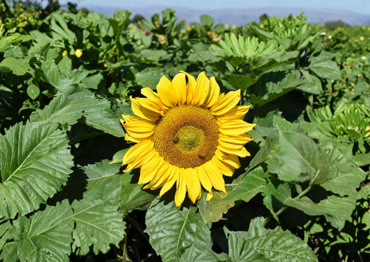 Dwarf Sunflower Seeds – Sunspot Variety, 50 Premium Sunflower Sunspot Seeds for Compact Gardens, Pollinator-Friendly Annual