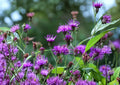 New York Ironweed Seeds – 100 Native Purple Wildflower Perennial Vernonia noveboracensis for Pollinator Gardens