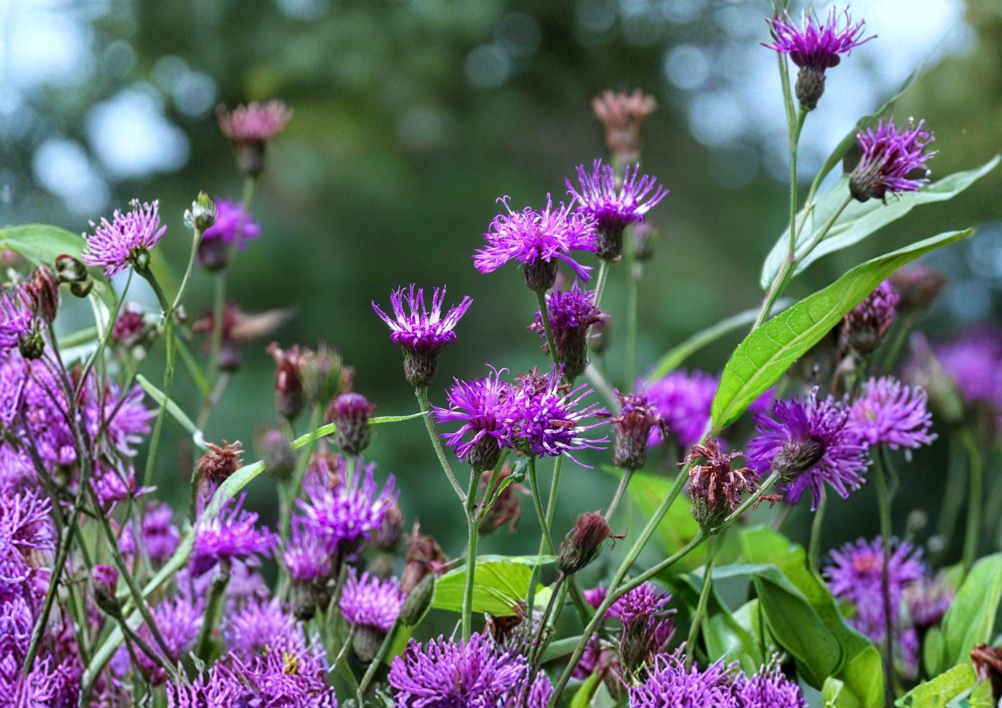 New York Ironweed Seeds – 100 Native Purple Wildflower Perennial Vernonia noveboracensis for Pollinator Gardens