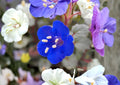 California Bluebells Seeds – Phacelia campanularia, Desert Wildflower, Cobalt-Blue Bell-Shaped Flowers, 100 Seeds