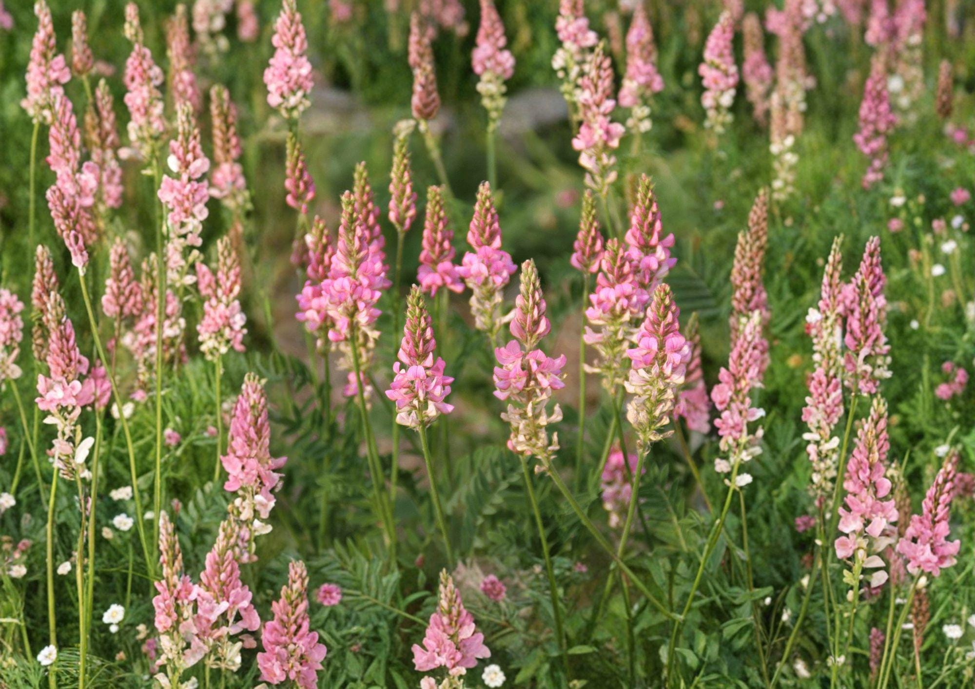 Sainfoin Shoshone Seeds – Pink Flowering Perennial for Meadows, Soil Enrichment, Pollinator Gardens – Onobrychis viciifolia