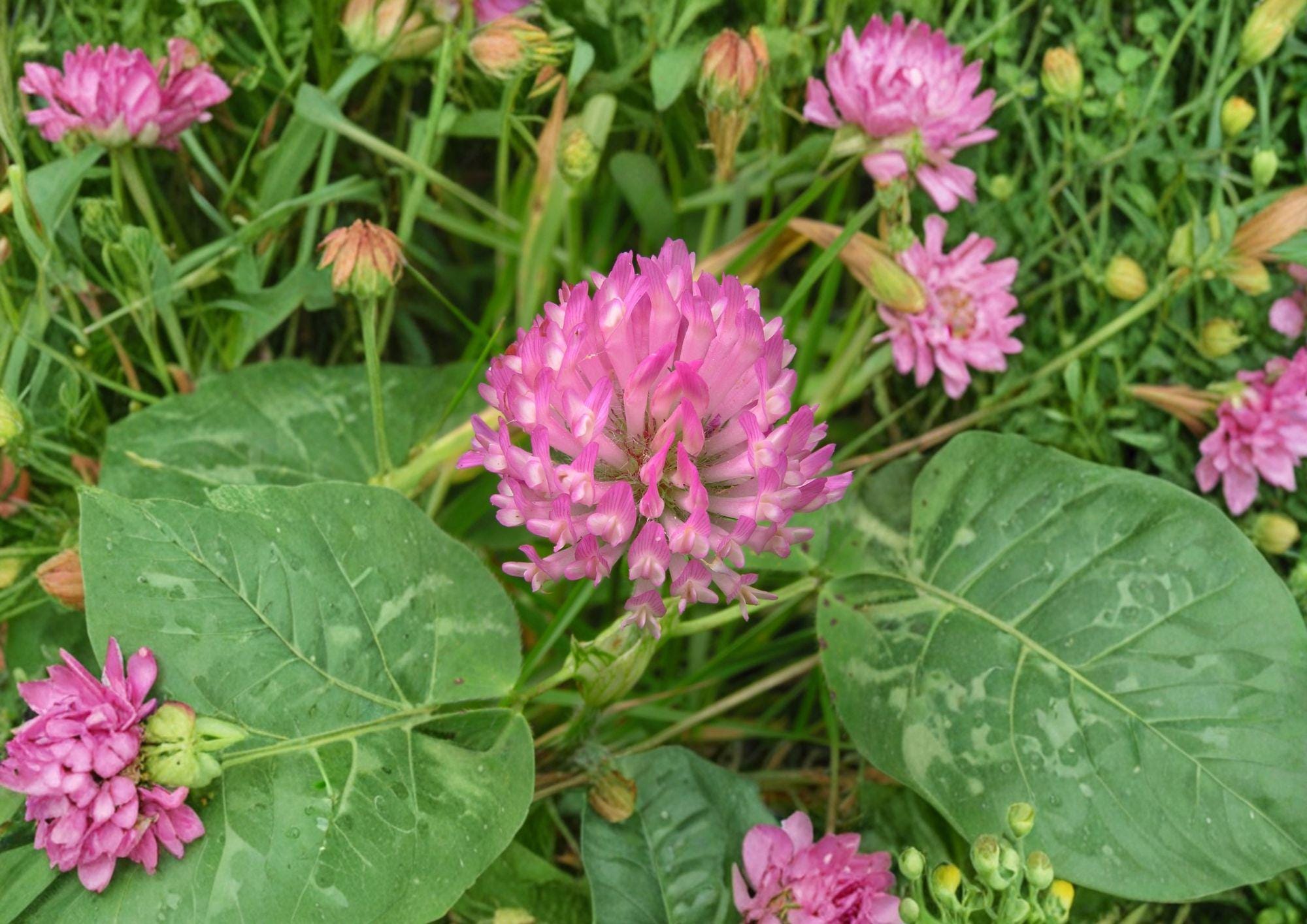 Red Clover Seeds – Pink Purple Flowering Cover Crop, Nitrogen Fixing Perennial, Trifolium pratense, 100 Seeds