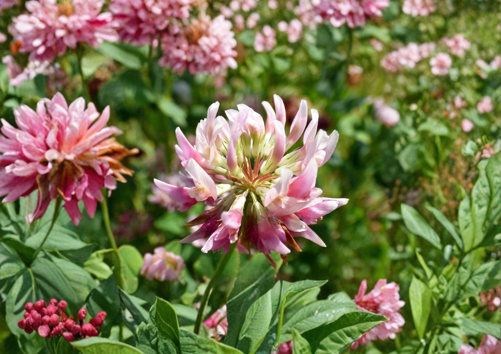 Alsike Clover Seeds – Pink White Nitrogen Fixing Cover Crop, Trifolium hybridum, 100 Seeds for Meadow, Pasture & Pollinator Gardens