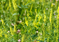 Yellow Blossom Sweet Clover Seeds – Fragrant Cover Crop, Nitrogen Fixing, Pollinator Friendly, Melilotus officinalis