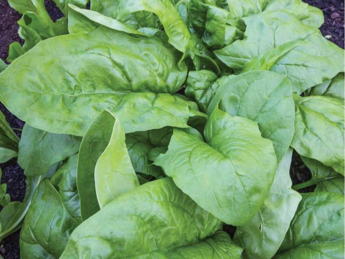 Viroflay Spinach Seeds – 100 Count, French Heirloom Variety for Large Leaf Salad & Cooking, Spinacia oleracea